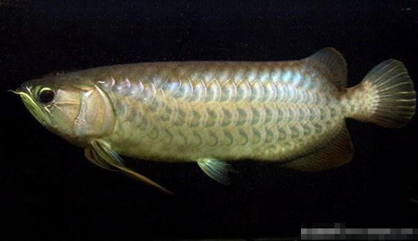 青龙鱼风水作用